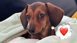 Mini Dachshund Puppy&rsquo;s First Months 🐾 Adorable cute Moments You&rsquo;ll Love!