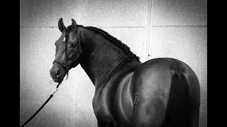 MEXICANO 1,77 M ELITE STALLION PRE