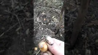 Planting onion sets in Co Tyrone NI - Part 1. 21st March 2020
