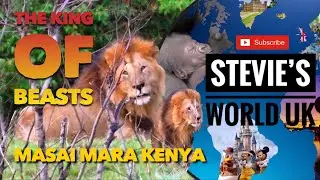THE KING OF BEASTS: LION IN THE WILD - MASAI MARA KENYA AFRICA