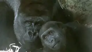 #01 Kid gorilla(Momoka) plays with dad(Haoko).遊ぶゴリラの父子(モモカとハオコ)。