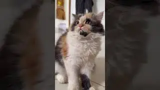#gooddu #persiancat #comedydub #dubbingvideo #catshorts #catvideos #catlovers #cat #catlife #cats