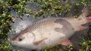 Rohu fishing // guccha gal fishing // waiting sticks // village fishing //