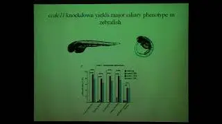 Mutation in CCDC11, causes situs inversus due to dysmotility of monocilia