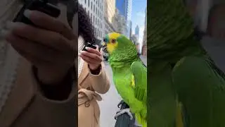 rep&oacute;rter pergunta e bino nega tudo 😂🦜