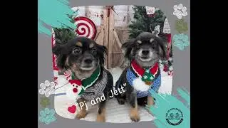 Fur Us Dog Grooming - Yarrabilba