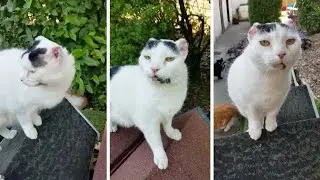 Cat Gets Ears Amputated After Getting Cancer
