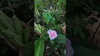 Zindagi Ke Safar Mey Gujar Jate Hey #Zindagi #Safar #Beautiful Life #Nature #Flowers #Waterfall