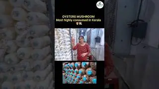 From ₹35 to Lakhs! 🍄 | Modern Oyster Mushroom Farming in Kerala | Agrotill Exclusive
