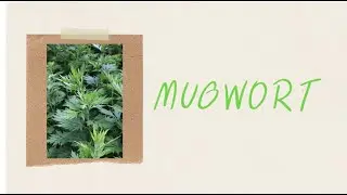 What You don&rsquo;t know about Mugwort? Benefits, Side Effect, Dosage, Health Risk