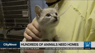 Hundreds of animals need new homes