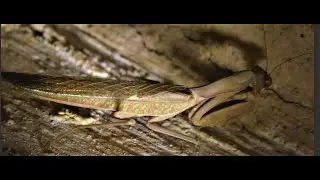 Hierodula tenuidentata male  Greece by  Theo