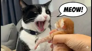This Cat Is TOO CUTE to Be This Angry 😹