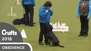 Obreedience - Lively Labs | Crufts 2018