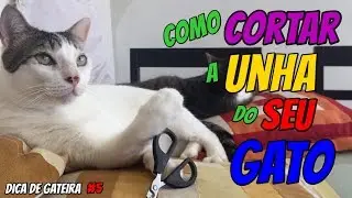 Como cortar unha de gato! | DICA DE GATEIRA #5