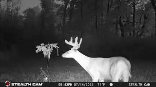BuckStik Licking Branch System 2024
