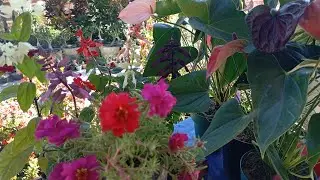 Jardim florido comprei Flores de sol pleno,plantas que dão lindas Flores, para jardim, replantes 