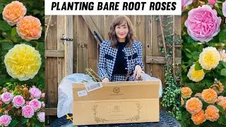 Unbox & Plant Bare Root Roses | David Austin English Rose - Lady Gardener - Olivia Austin - Pilgrim