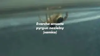 Salticidae - Znalezione gatunki cz.1.1 pyrgun nazielny, arlekin