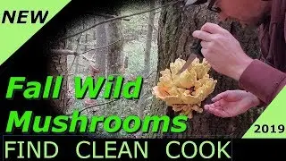 Fall Wild Mushrooms Chicken of the Woods FIND CLEAN COOK 2019