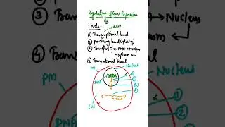 Regulation of Gene Expression in Eukaryotes|What are the Levels of gene expression #youtubeshorts