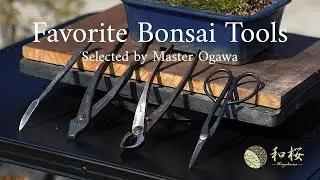Japanese Bonsai Master’s Top 3 Bonsai Tools You Need