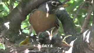 Robins 35 days from 