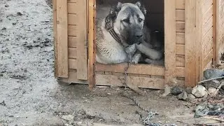 PASKALIN KEYFİ YERİNDE DEĞİL TEK KALINCA BÖYLE OLUYOR BAZEN TAVUKLAR VE PASKALLA GÜNÜMÜZ #kangal 