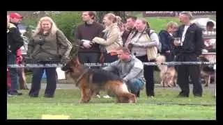 Duks Hen-Mi XXI Międzynarodowa Wystawa Psów Rasowych CACIB Łódz 04-05.05.2013r.