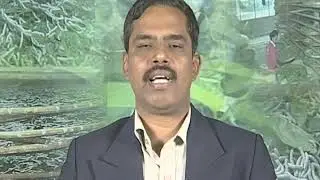 Rearing of eri silkworms
