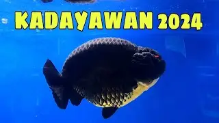 EP259. KADAYAWAN 2024 GOLDFISH SHOW | PART 1