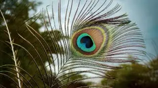 Hare Krishna Mantra with Calm Flute & Soft Beats 🎵🎶 | Peaceful Vrindavan Meditation Music (1 Hour+)