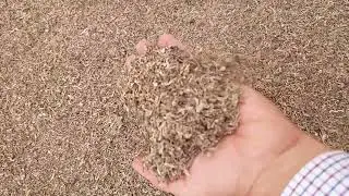 Sugar Beet Pulp Shreds - June 2023