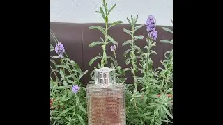 Аромат английской свежей лаванды Burberry Brit Rhythm for Women_EDT