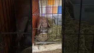 Hot day! #rabbitry #bunny #hotday #rabbit #fyp