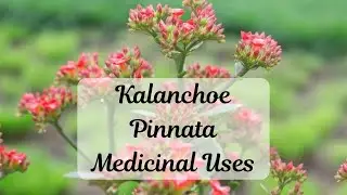 Kalanchoe Pinnata Medicinal Uses: Powerful Health Benefits & Healing Properties  #medicinalplants