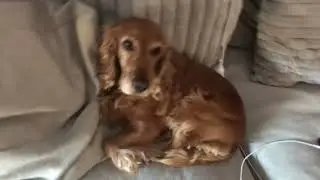 Meet my dog her name is Bonnie