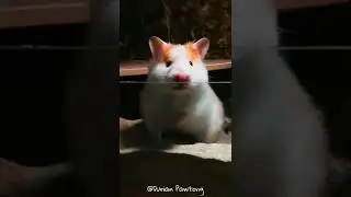 Their paws? Adorable! Their ears? Adorable! Their tails? Adorable! Their faces? Adorable!