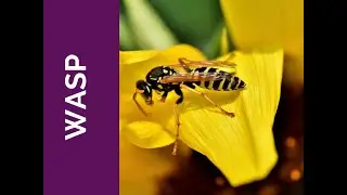Wasp Meaning Oversight and Leadership