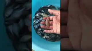 Hand Fishing Surprise Catch!#FishCatch#HandFishing#VillageLife#NatureFishing#StreamFishing