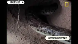 Contoh Predasi