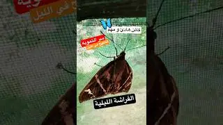 فراشة ليلية نائمة 😴🦋 | Night Moth & Secret Pollination