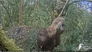 Bruno tuvplāns / Close up of Bruno Mazais ērglis (Clanga pomarina), ligzda bērzā - LDF tie&scaron;raide