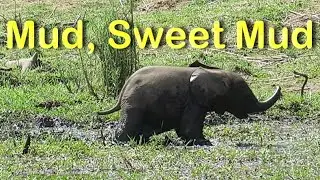 Mud, Sweet Mud: Watch This Adorable Baby Elephant Splash and Play!