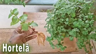 Não plante Hortelã antes de ver esse Vídeo! 7 Super Dicas