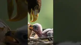 14Eagles are apex avian predators and prey on a va #wildlife #creativecontentcreator