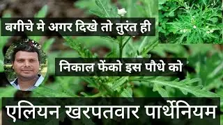 पार्थेनियम /Parthenium / Carrot grass / Congress grass / Garden weed #weed #gardening 