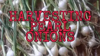 Harvesting Pearl Onions