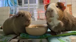 Trying NEW Guinea Pig Pellets