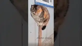 😁master voice😁 #trending #reaction #troll #comedy #entertainment #viralvideo #trendingvideo